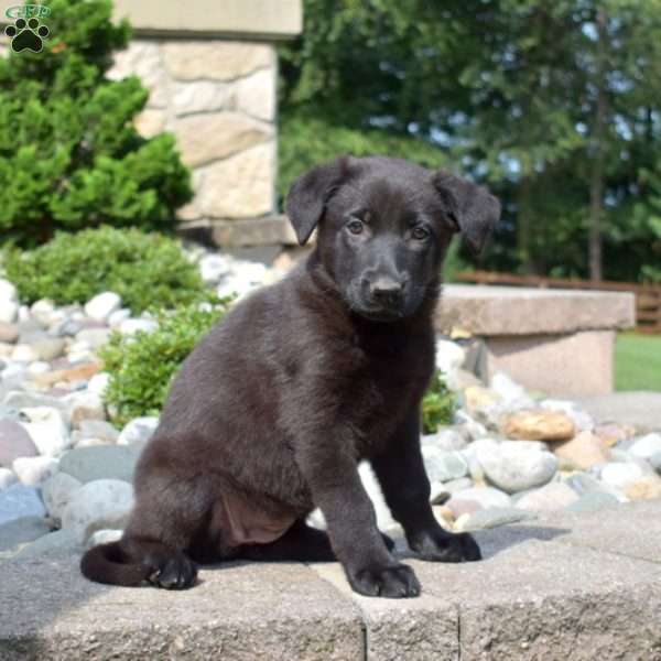 Paris, German Shepherd Puppy