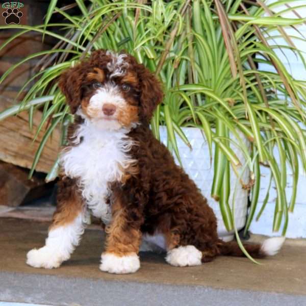 Paris, Mini Bernedoodle Puppy