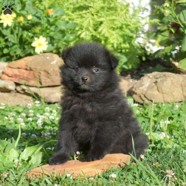 Parker, Pomeranian Puppy