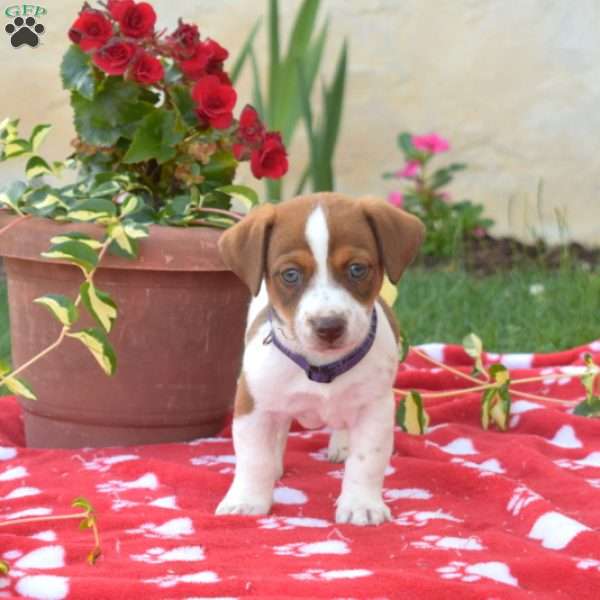 Parker, Jack Russell Terrier Puppy