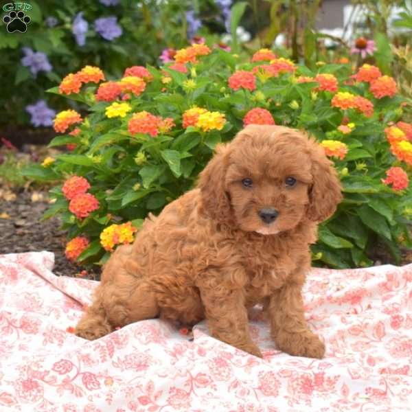 Parker, Cavapoo Puppy