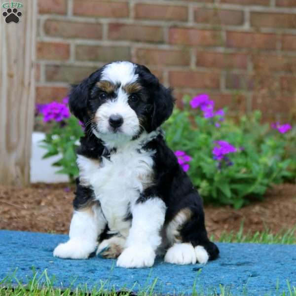 Parker, Mini Bernedoodle Puppy