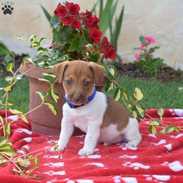 Parsley, Jack Russell Terrier Puppy