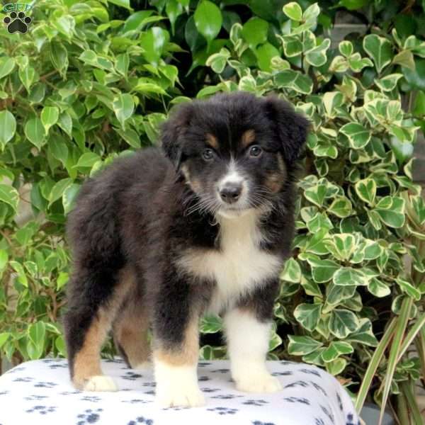 Party, Australian Shepherd Puppy