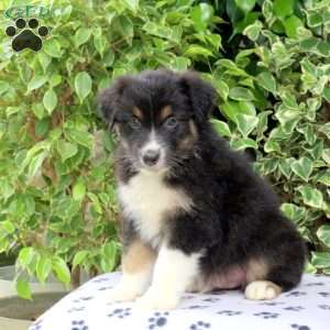 Party, Australian Shepherd Puppy