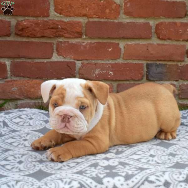 Patch, English Bulldog Puppy