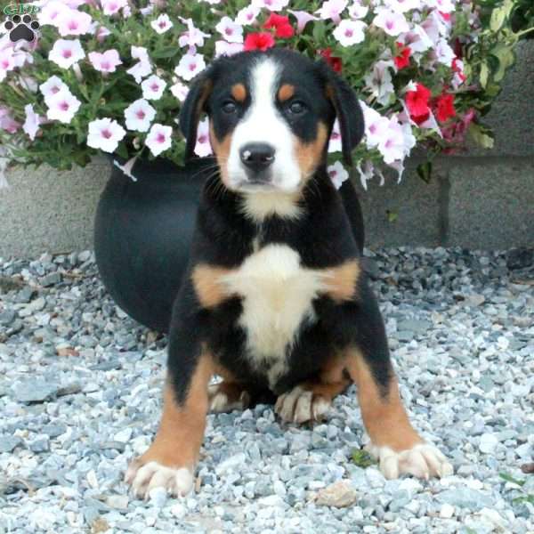 Patches, Greater Swiss Mountain Dog Puppy