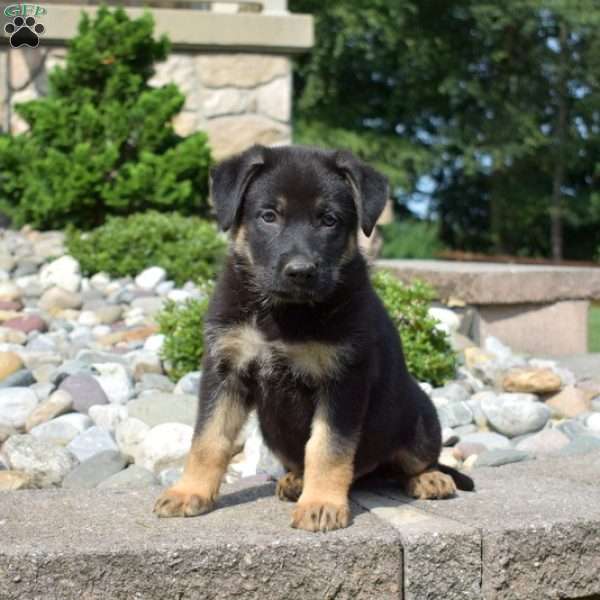 Patches, German Shepherd Puppy