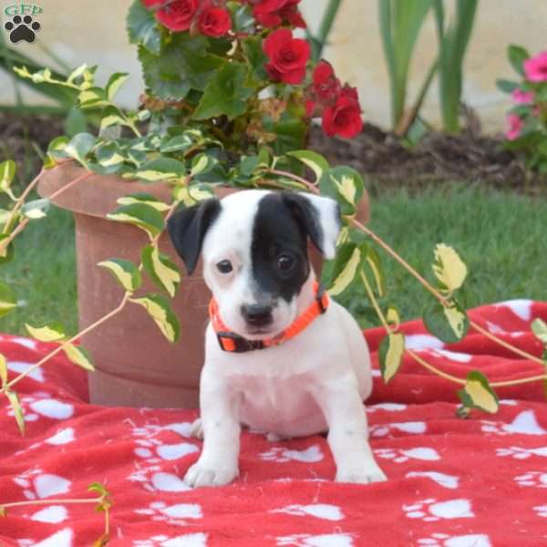 Patches, Jack Russell Terrier Puppy