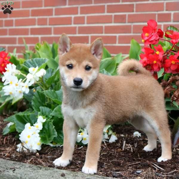 Patrick, Shiba Inu Puppy