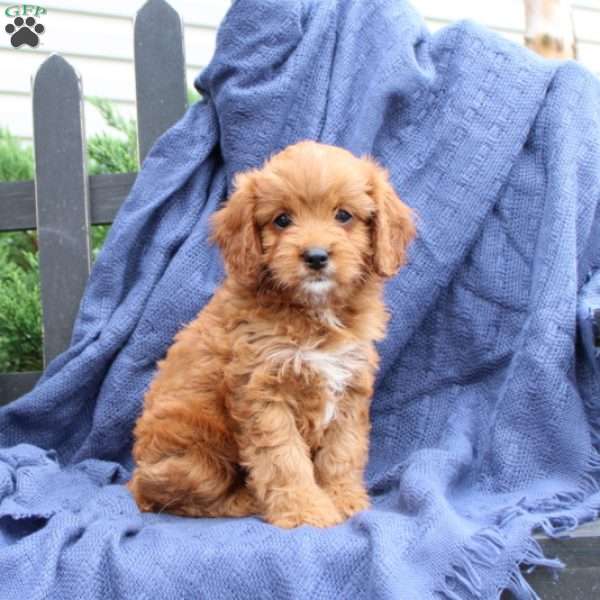 Patty, Cavapoo Puppy