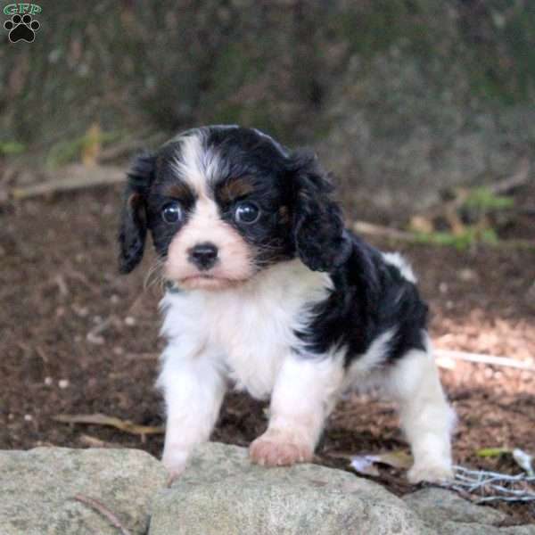 Paul, Cavalier King Charles Spaniel Puppy