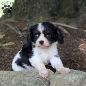 Paul, Cavalier King Charles Spaniel Puppy