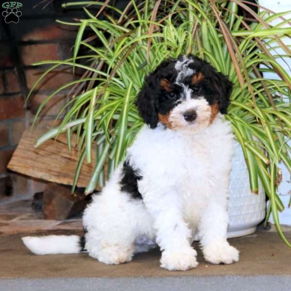 Pax, Mini Bernedoodle Puppy