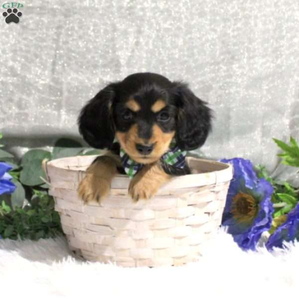 Paxton-Mini, Dachshund Puppy