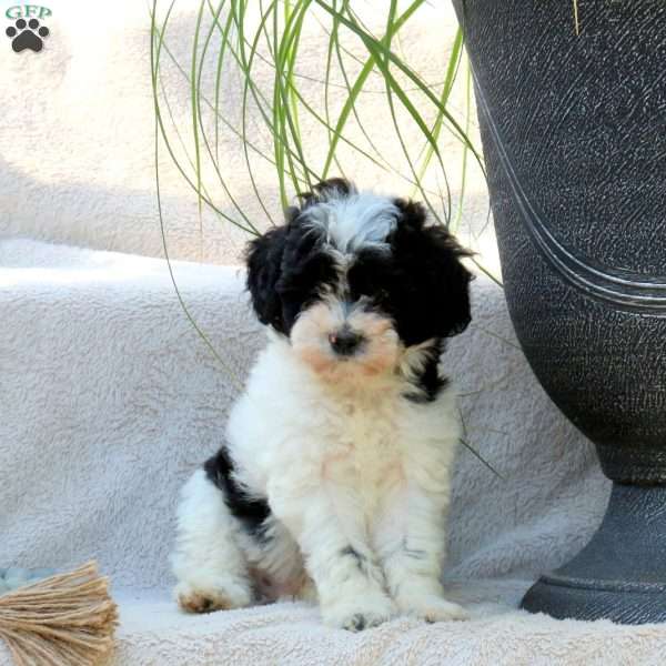 Paxton, Miniature Poodle Puppy