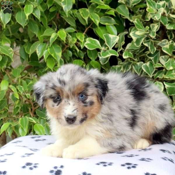 Peaches, Australian Shepherd Puppy