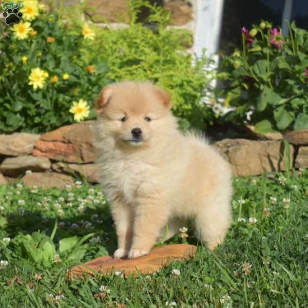 Peaches, Pomeranian Puppy