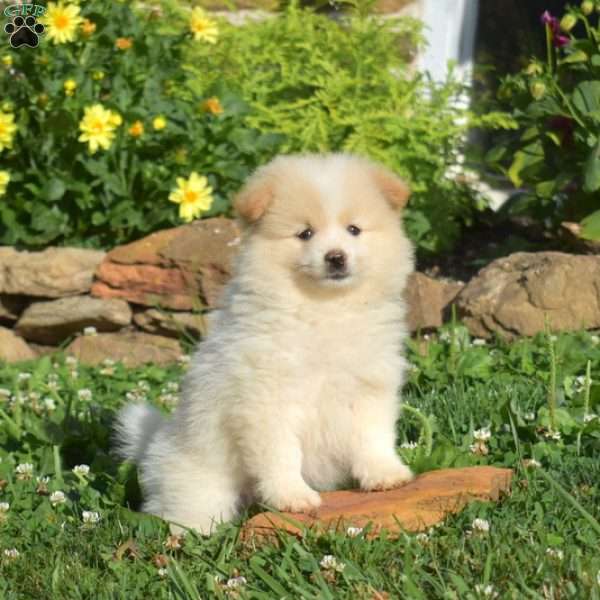 Peanut, Pomeranian Puppy