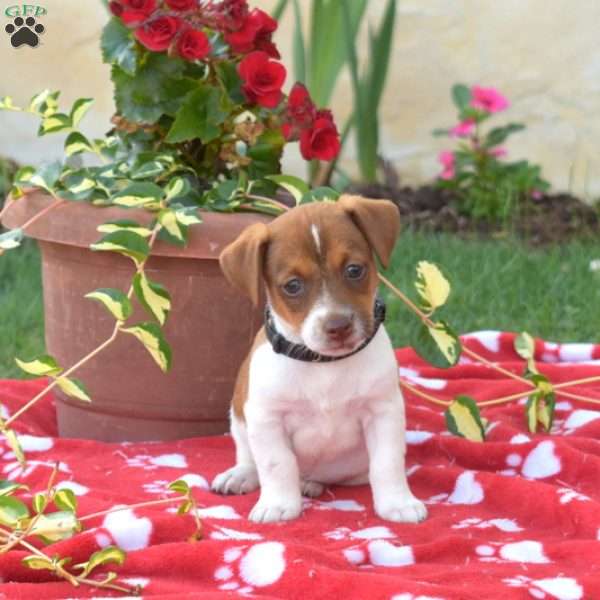 Peanut, Jack Russell Terrier Puppy