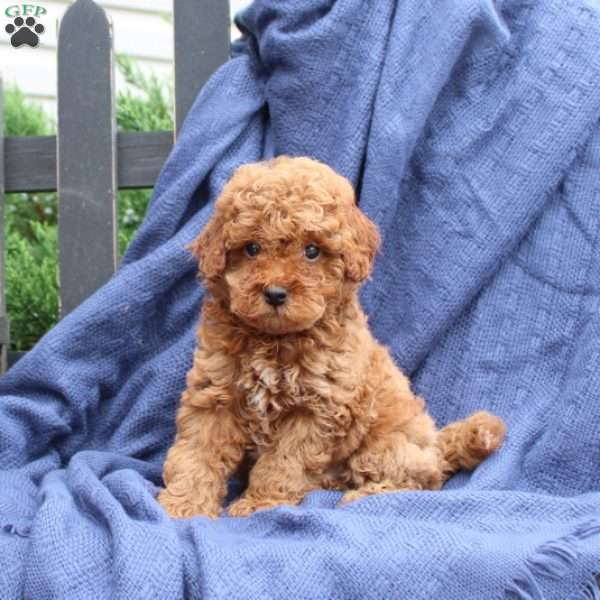 Peanut, Cavapoo Puppy