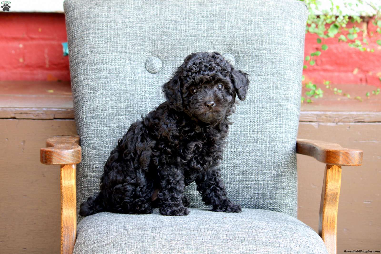 Pecan - Toy Poodle Puppy For Sale in Pennsylvania