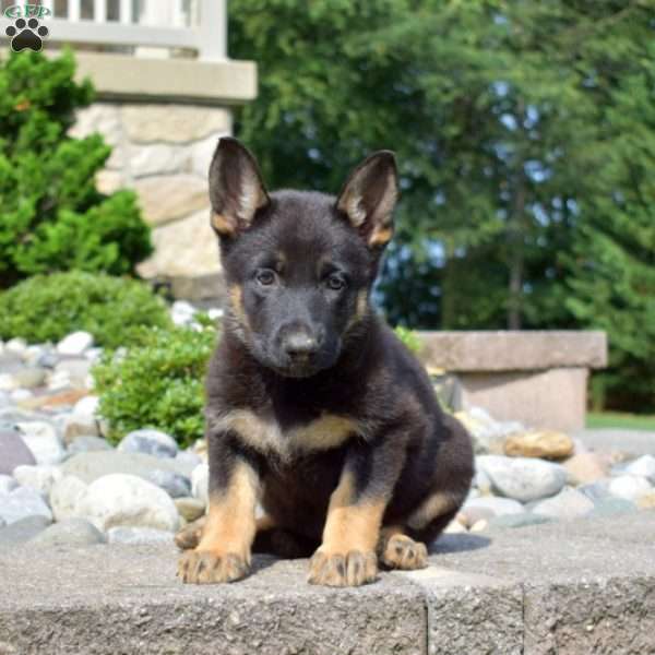 Penelope, German Shepherd Puppy