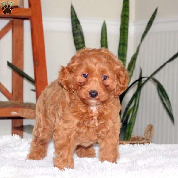 Penelope, Cavapoo Puppy