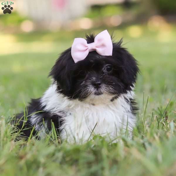 Penny, Mal-Shi Puppy