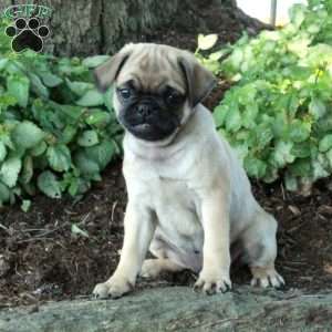 Pug Puppies For Sale - Greenfield Puppies