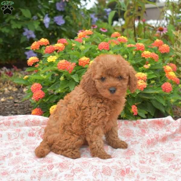 Penny, Cavapoo Puppy