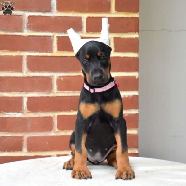 Penny, Doberman Pinscher Puppy