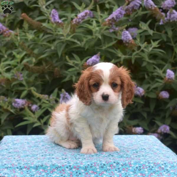 Penny, Cavalier King Charles Spaniel Puppy