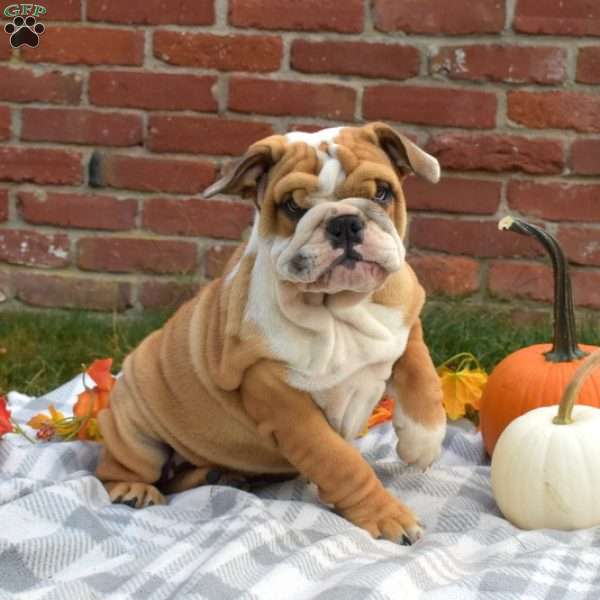 Penny, English Bulldog Puppy