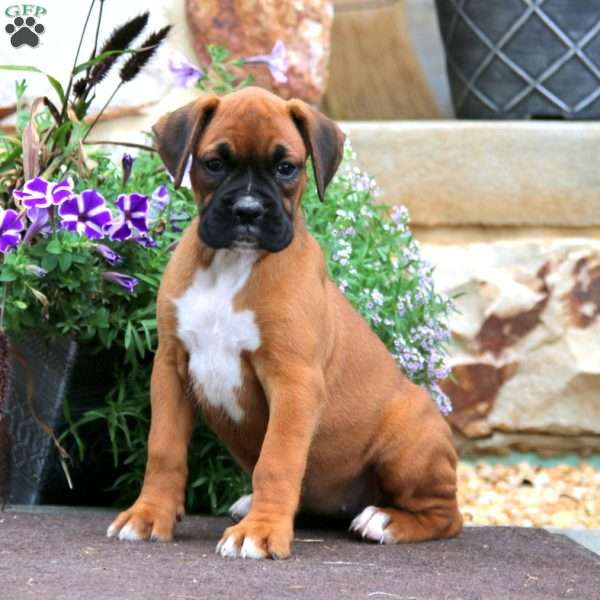 Penny, Boxer Puppy