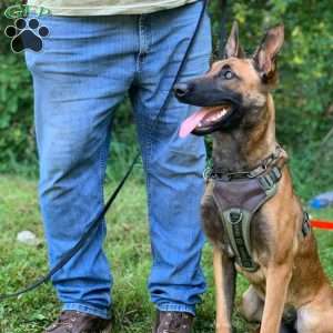 Big Red, Belgian Malinois Puppy