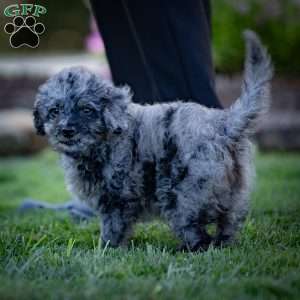 Pepper, Cavapoo Puppy