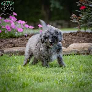 Pepper, Cavapoo Puppy