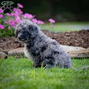 Pepper, Cavapoo Puppy