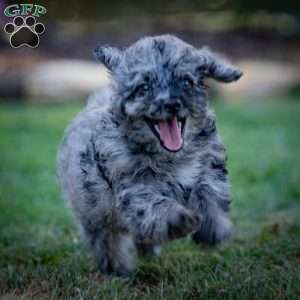 Pepper, Cavapoo Puppy