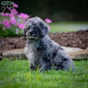 Pepper, Cavapoo Puppy