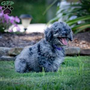 Pepper, Cavapoo Puppy