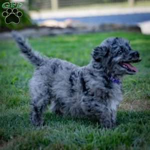 Pepper, Cavapoo Puppy