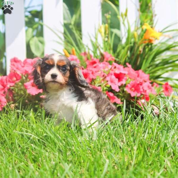 Pepper, Cavalier King Charles Spaniel Puppy