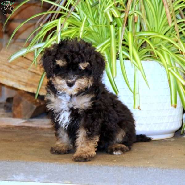 Pepper, Mini Bernedoodle Puppy