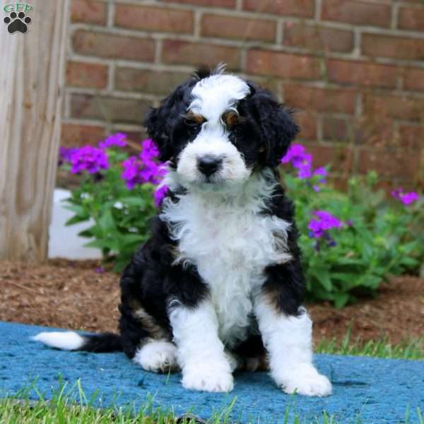 Pepper, Mini Bernedoodle Puppy