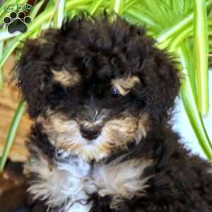 Pepper, Mini Bernedoodle Puppy