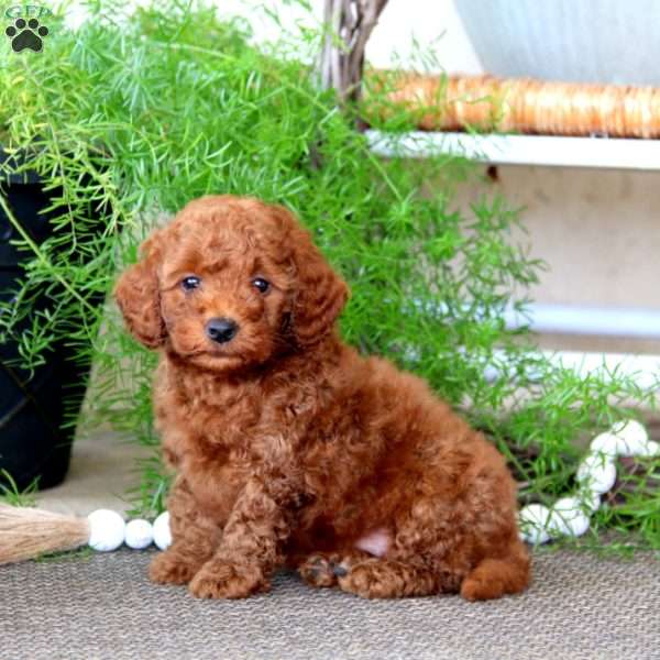 Pepsi, Miniature Poodle Puppy