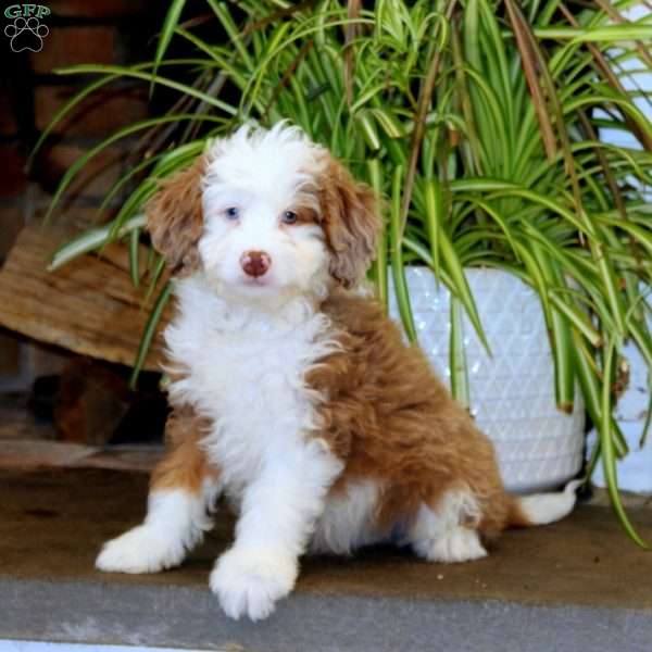 Pepsi, Mini Bernedoodle Puppy