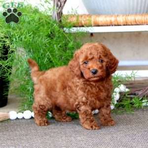 Pepsi - Miniature Poodle Puppy For Sale in Pennsylvania